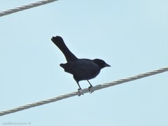 Molothrus bonariensis