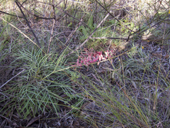 Grevillea dryandri