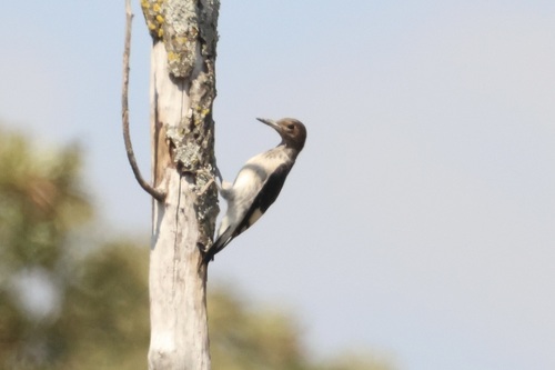 Red-headed Woodpecker