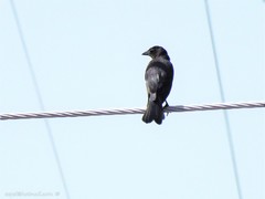 Molothrus bonariensis