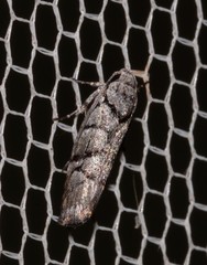 Lichenaula onychodes