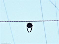 Molothrus bonariensis