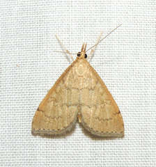 Metasia dicealis