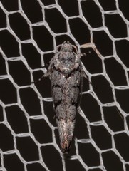 Lichenaula onychodes