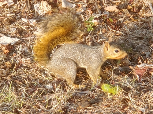 Eastern Fox Squirrel