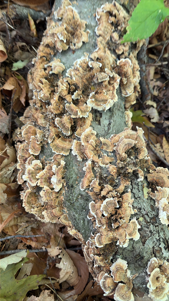 turkey-tail · September 2026 · photo: Photo: no rights reserved · iNaturalist