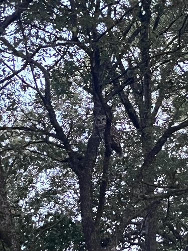 Barred Owl