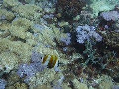 Coradion chrysozonus