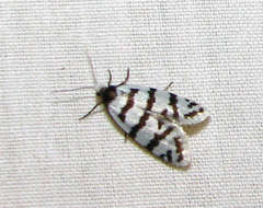 Lepidoscia cataphracta