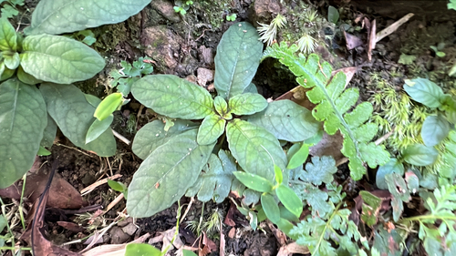 Staurogyne concinnula observed 2026-09-23