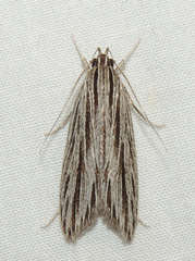 Leistarcha scitissimella