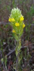 Castilleja lacera