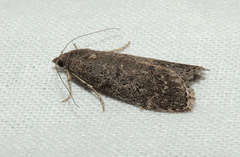 Heteromicta pachytera