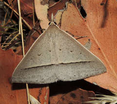 Epidesmia perfabricata