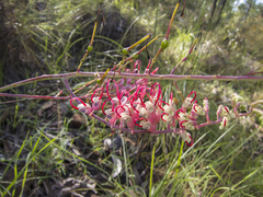 Grevillea dryandri