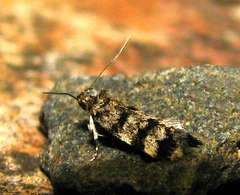 Barea zygophora
