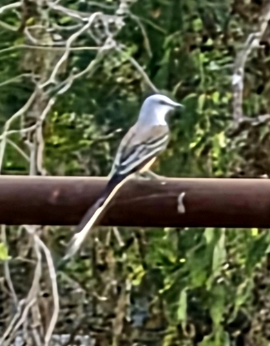 Scissor-tailed Flycatcher