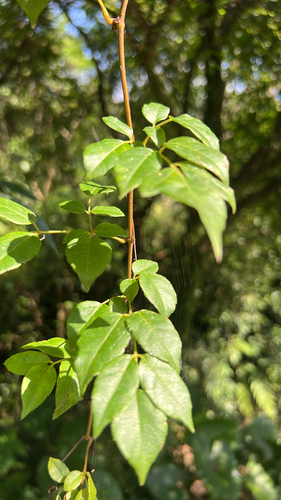 Nekemias cantoniensis, 2026-09-26