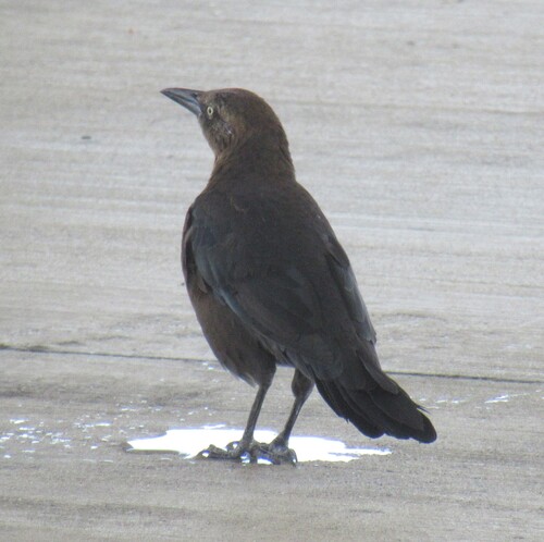 Great-tailed Grackle