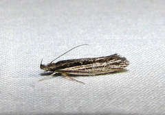 Leptosaces schistopa