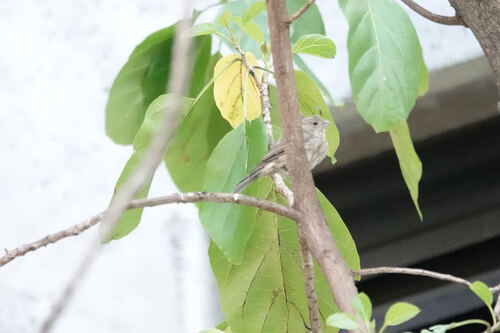 Haemorhous mexicanus observed 2026-08-26
