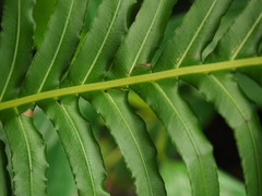 Blechnum brasiliense