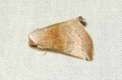 Mataeomera mesotaenia