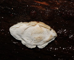Gloeoporus phlebophorus