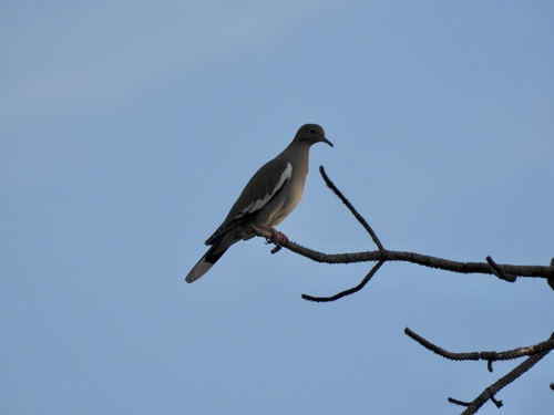White-winged Dove