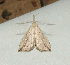 Trigonistis demonias