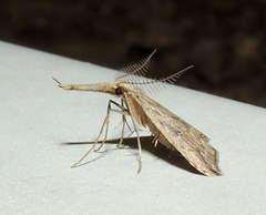 Trigonistis demonias