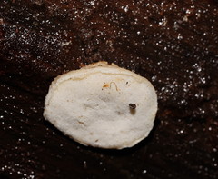 Gloeoporus phlebophorus