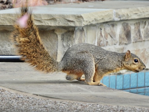 Eastern Fox Squirrel