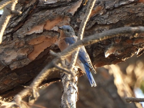 Eastern Bluebird