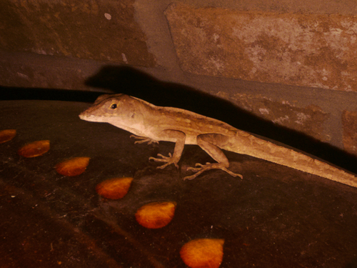 Brown Anole