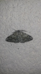 Cleorodes lichenaria