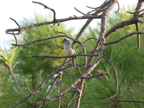 Tufted Titmouse
