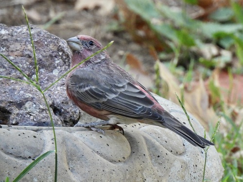 House Finch
