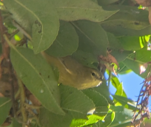 Orange-crowned Warbler