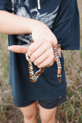 Western Milksnake