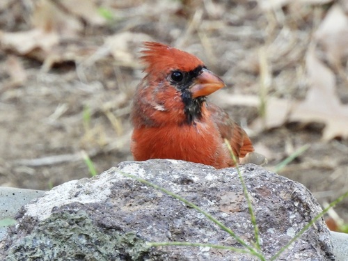 Northern Cardinal