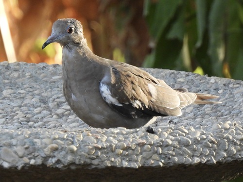 White-winged Dove