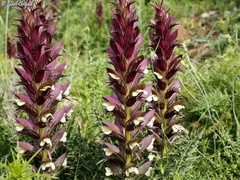 Acanthus syriacus