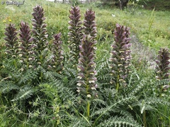 Acanthus syriacus