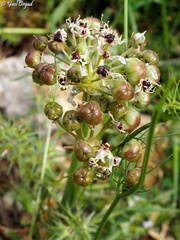 Allium meronense