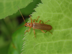 Lycocerus vitellinus