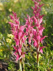 Anacamptis sancta