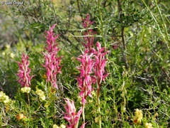 Anacamptis sancta