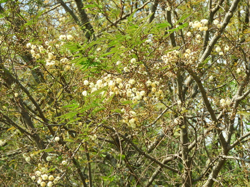 Senegalia praecox, photograph 5