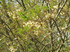Senegalia praecox, photograph Pablo H Capovilla, CC BY, iNaturalist via GBIF